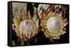 King Protea National Flower Of South Africa-Charles Bowman-Framed Stretched Canvas