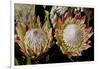 King Protea National Flower Of South Africa-Charles Bowman-Framed Photographic Print