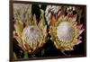 King Protea National Flower Of South Africa-Charles Bowman-Framed Photographic Print