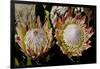 King Protea National Flower Of South Africa-Charles Bowman-Framed Photographic Print