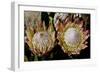 King Protea National Flower Of South Africa-Charles Bowman-Framed Photographic Print