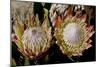 King Protea National Flower Of South Africa-Charles Bowman-Mounted Photographic Print