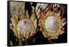 King Protea National Flower Of South Africa-Charles Bowman-Framed Stretched Canvas