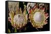 King Protea National Flower Of South Africa-Charles Bowman-Framed Stretched Canvas