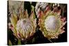 King Protea National Flower Of South Africa-Charles Bowman-Stretched Canvas