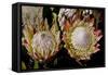 King Protea National Flower Of South Africa-Charles Bowman-Framed Stretched Canvas