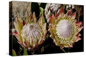 King Protea National Flower Of South Africa-Charles Bowman-Stretched Canvas