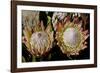 King Protea National Flower Of South Africa-Charles Bowman-Framed Photographic Print