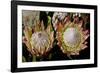 King Protea National Flower Of South Africa-Charles Bowman-Framed Photographic Print