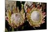 King Protea National Flower Of South Africa-Charles Bowman-Mounted Photographic Print