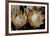 King Protea National Flower Of South Africa-Charles Bowman-Framed Photographic Print