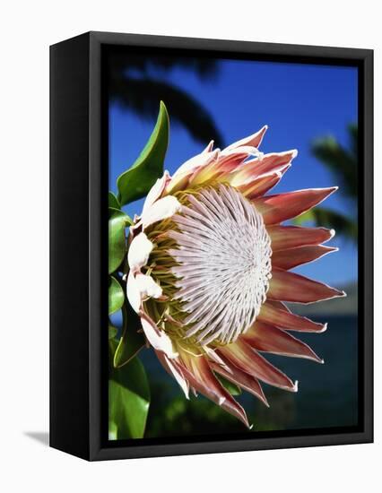 King Protea on Maui-Darrell Gulin-Framed Stretched Canvas