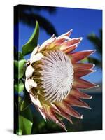 King Protea on Maui-Darrell Gulin-Stretched Canvas