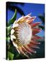 King Protea on Maui-Darrell Gulin-Stretched Canvas