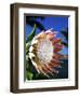 King Protea on Maui-Darrell Gulin-Framed Photographic Print