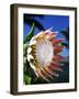 King Protea on Maui-Darrell Gulin-Framed Photographic Print