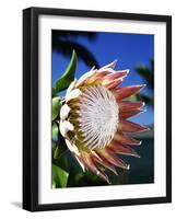 King Protea on Maui-Darrell Gulin-Framed Photographic Print