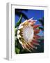 King Protea on Maui-Darrell Gulin-Framed Photographic Print