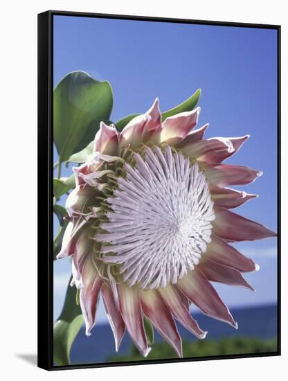 King Protea with Blue Sky, Maui, Hawaii, USA-Darrell Gulin-Framed Stretched Canvas