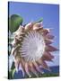 King Protea with Blue Sky, Maui, Hawaii, USA-Darrell Gulin-Stretched Canvas