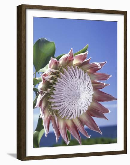 King Protea with Blue Sky, Maui, Hawaii, USA-Darrell Gulin-Framed Premium Photographic Print