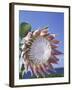 King Protea with Blue Sky, Maui, Hawaii, USA-Darrell Gulin-Framed Premium Photographic Print