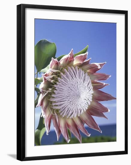 King Protea with Blue Sky, Maui, Hawaii, USA-Darrell Gulin-Framed Premium Photographic Print