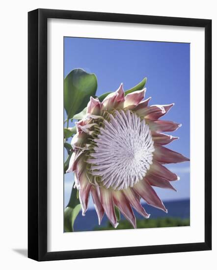 King Protea with Blue Sky, Maui, Hawaii, USA-Darrell Gulin-Framed Photographic Print