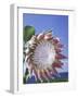 King Protea with Blue Sky, Maui, Hawaii, USA-Darrell Gulin-Framed Photographic Print