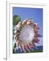 King Protea with Blue Sky, Maui, Hawaii, USA-Darrell Gulin-Framed Photographic Print