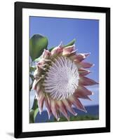 King Protea with Blue Sky, Maui, Hawaii, USA-Darrell Gulin-Framed Photographic Print