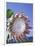 King Protea with Blue Sky, Maui, Hawaii, USA-Darrell Gulin-Framed Photographic Print