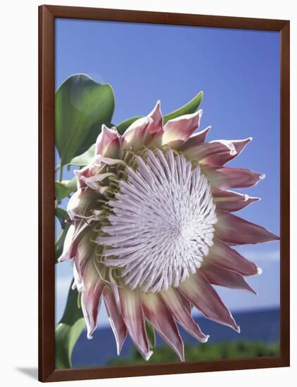 King Protea with Blue Sky, Maui, Hawaii, USA-Darrell Gulin-Framed Photographic Print