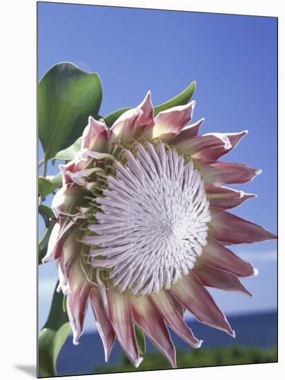 King Protea with Blue Sky, Maui, Hawaii, USA-Darrell Gulin-Mounted Photographic Print