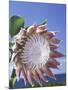 King Protea with Blue Sky, Maui, Hawaii, USA-Darrell Gulin-Mounted Photographic Print