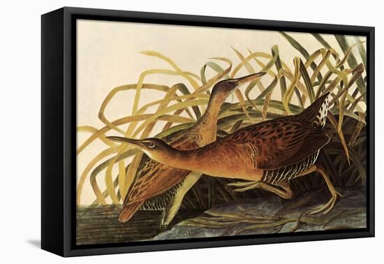 King Rails-John James Audubon-Framed Stretched Canvas