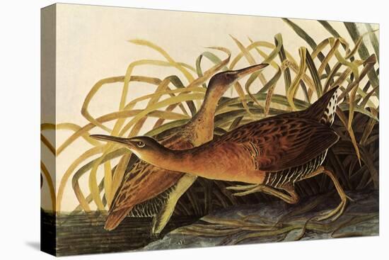 King Rails-John James Audubon-Stretched Canvas