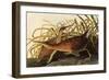 King Rails-John James Audubon-Framed Giclee Print