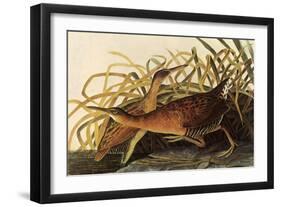 King Rails-John James Audubon-Framed Giclee Print