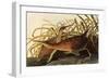 King Rails-John James Audubon-Framed Giclee Print