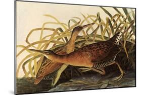 King Rails-John James Audubon-Mounted Giclee Print