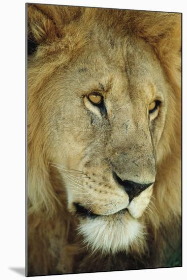 King's Gaze-Staffan Widstrand-Mounted Giclee Print