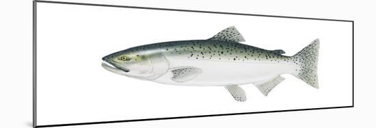 King Salmon (Oncorhynchus Tshawytscha), Fishes-Encyclopaedia Britannica-Mounted Poster