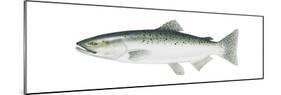 King Salmon (Oncorhynchus Tshawytscha), Fishes-Encyclopaedia Britannica-Mounted Poster