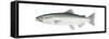 King Salmon (Oncorhynchus Tshawytscha), Fishes-Encyclopaedia Britannica-Framed Stretched Canvas