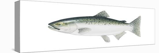 King Salmon (Oncorhynchus Tshawytscha), Fishes-Encyclopaedia Britannica-Stretched Canvas