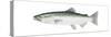 King Salmon (Oncorhynchus Tshawytscha), Fishes-Encyclopaedia Britannica-Stretched Canvas