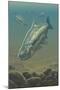 King Salmon Underwater-Lantern Press-Mounted Art Print