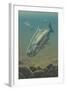 King Salmon Underwater-Lantern Press-Framed Art Print