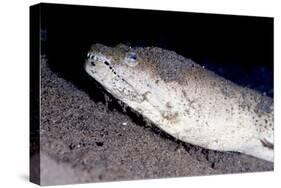 King Spotted Snake Eel (Ophichthus Ophis), Dominica, West Indies, Caribbean, Central America-Lisa Collins-Stretched Canvas